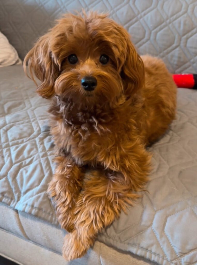 Prior Puppy from the same parents now adult