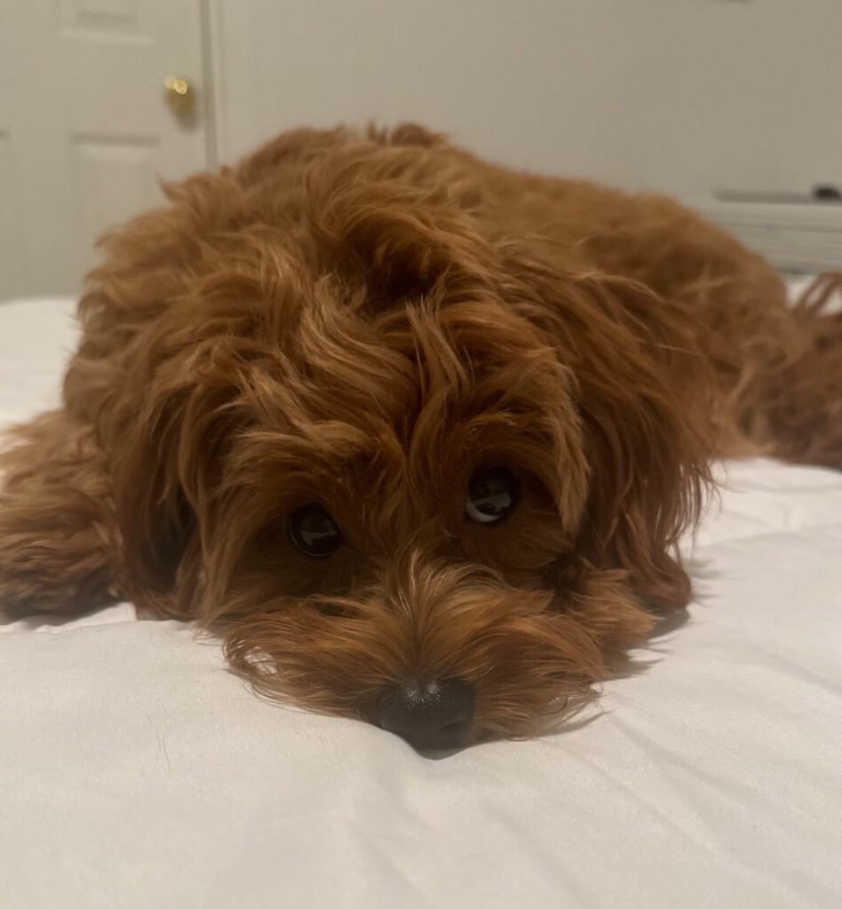 Prior Puppy from the same parents now adult