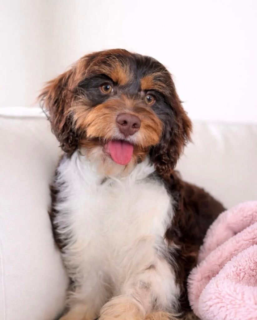 chocolate and white tuxedo cavapoo sitting on white couch in Las Vegas, Nevada