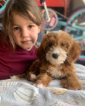 Child holding Cavapoo puppy in Las Vegas, Nevada